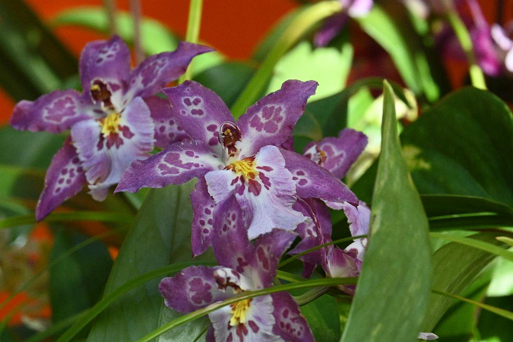 2025-02226051 Tower Hill Botanic Garden, MA.JPG - Orchid (Wilhelmara Shibumi). New England Botanic Garden at Tower Hill, MA, 2-22-2025